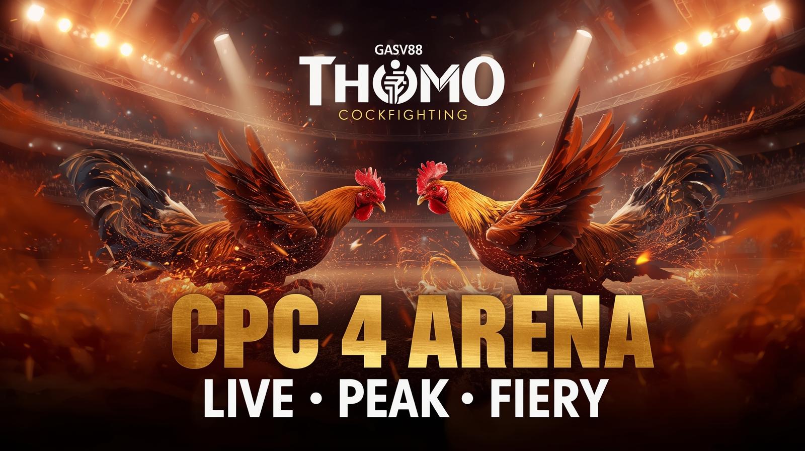 Đá Gà Trực Tiếp Hôm Nay – Không Khí Sôi Động Tại Bồ Gà Thomo!